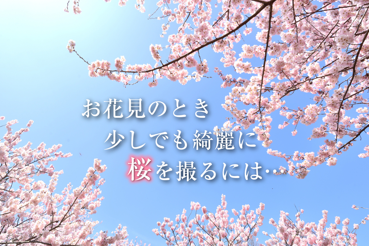 春はすぐそこ!お花見写真を少しでも綺麗に撮るには…?