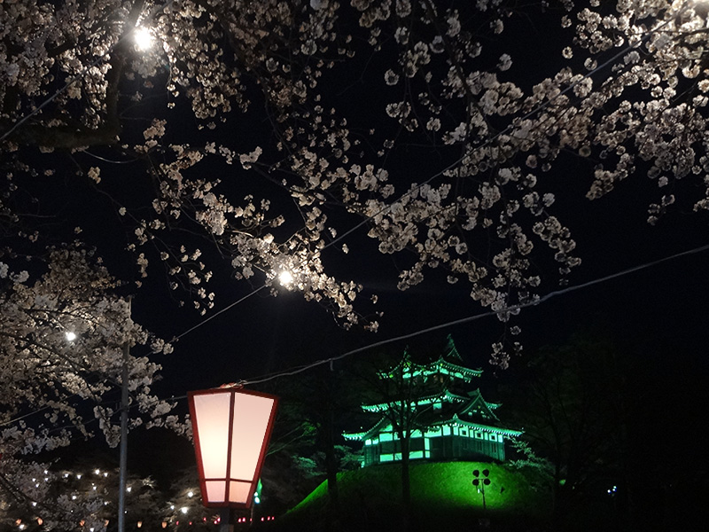 夜桜の背景で緑色に輝く高田城を目立たせたい写真