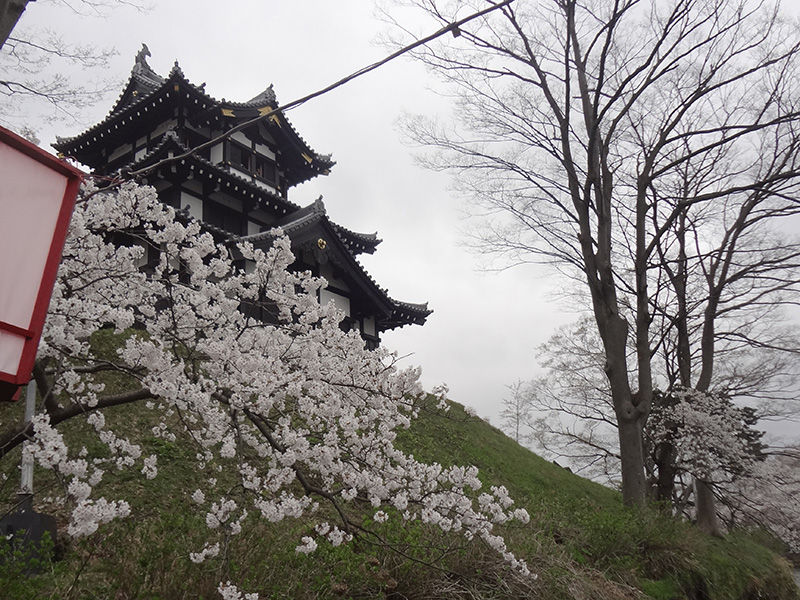 高田城を背景にした桜の写真