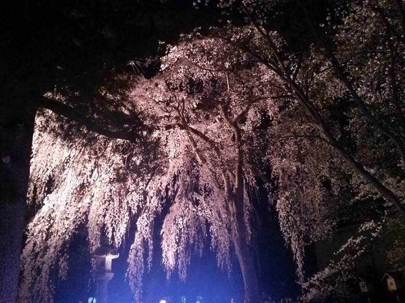 夜桜では光り輝く写真がインパクトあり
